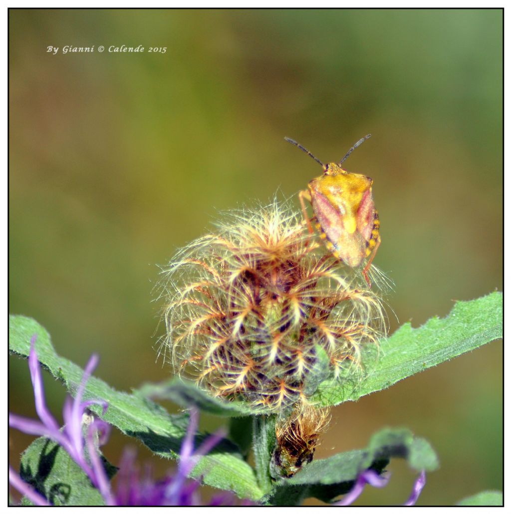 Pentatomidae:Carpocoris purpureipennis