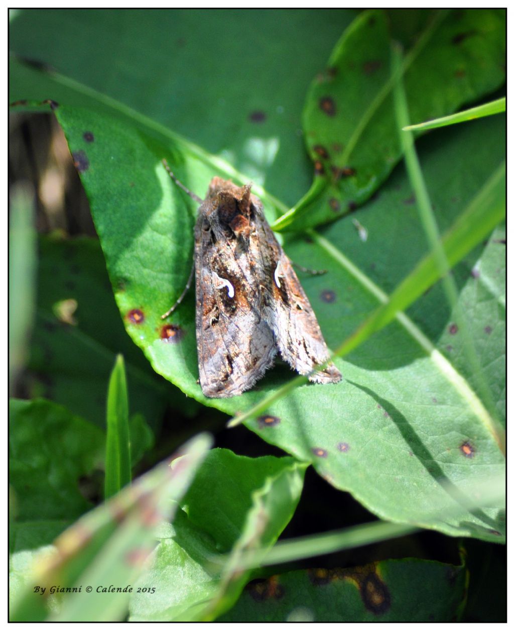 Quale falena? Autographa gamma