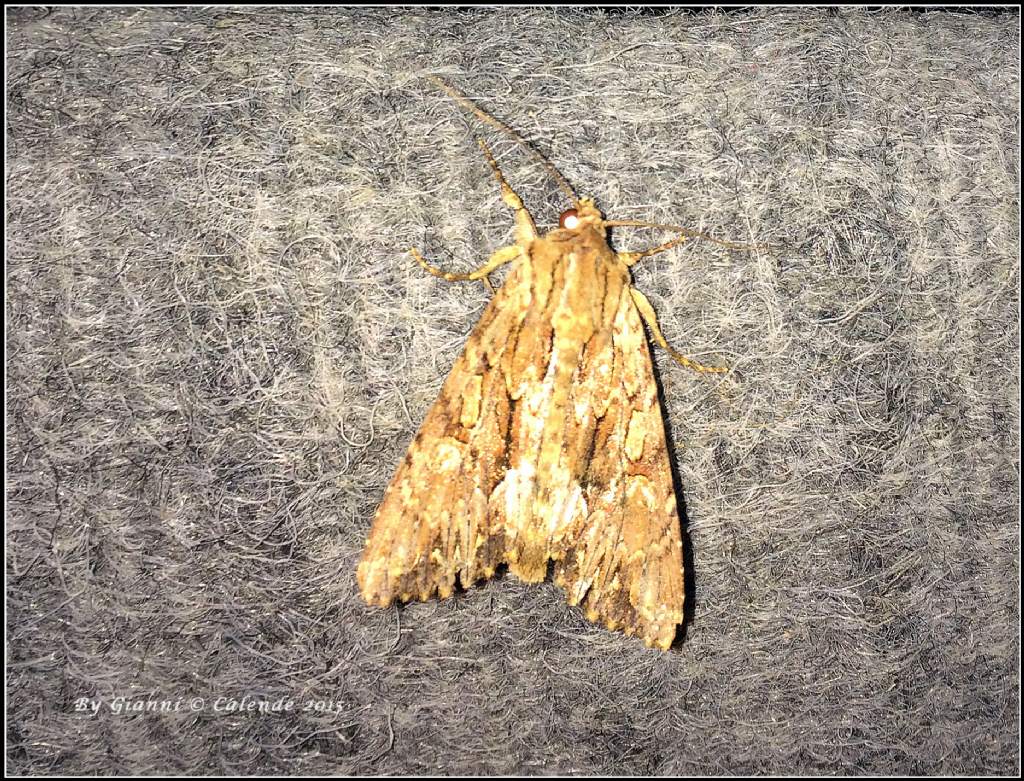 Quale Falena? Apamea monoglypha