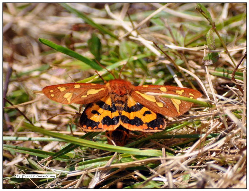 Falena? Hyphoraia testudinaria