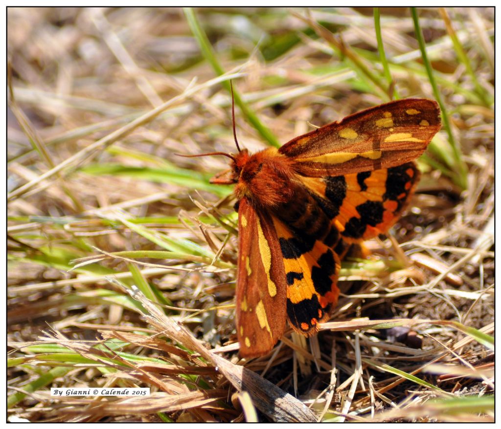 Falena? Hyphoraia testudinaria