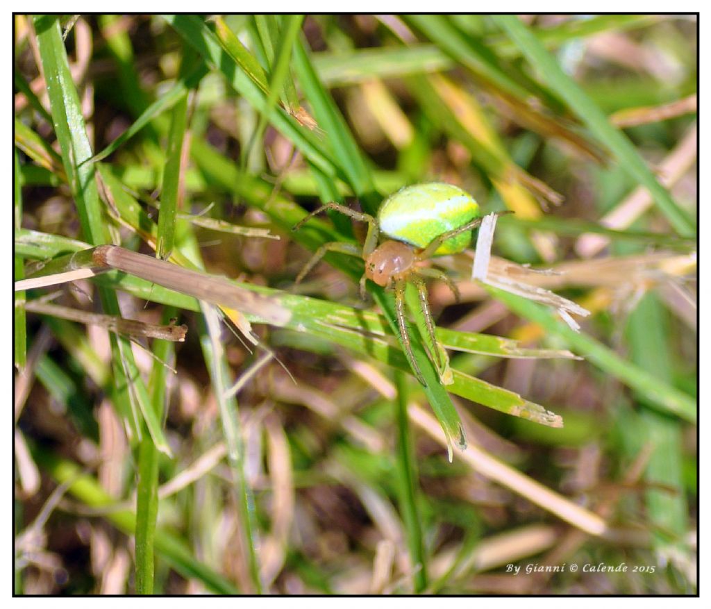 Ragno con sopra un uovo? No, Araniella sp. con addome verde