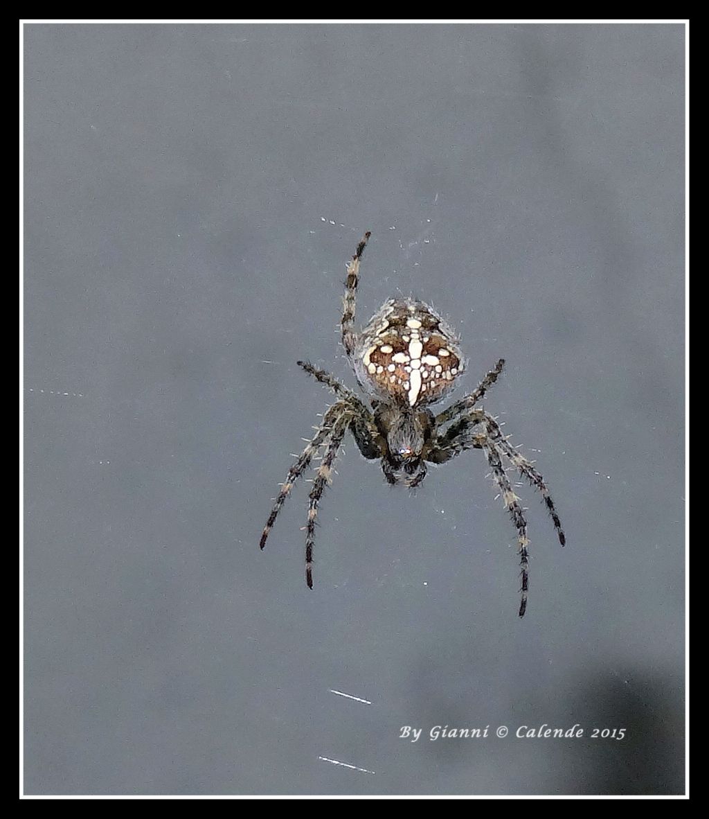 Araneus cfr diadematus - Tirano (SO)