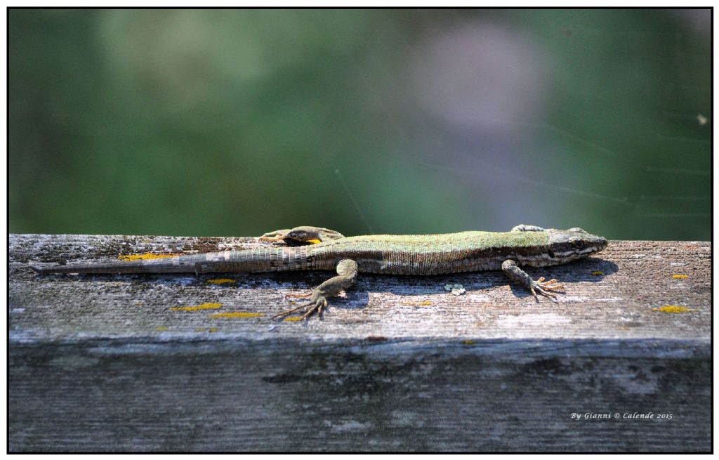 Podarcis muralis