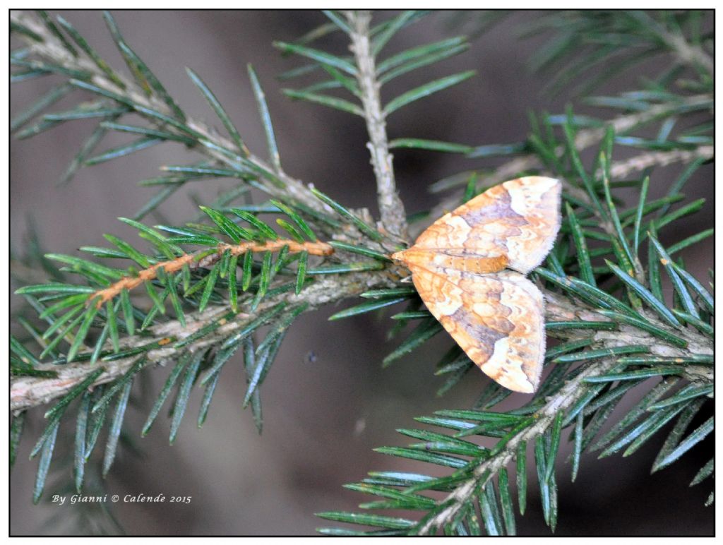 Falena da id -  Eulithis populata