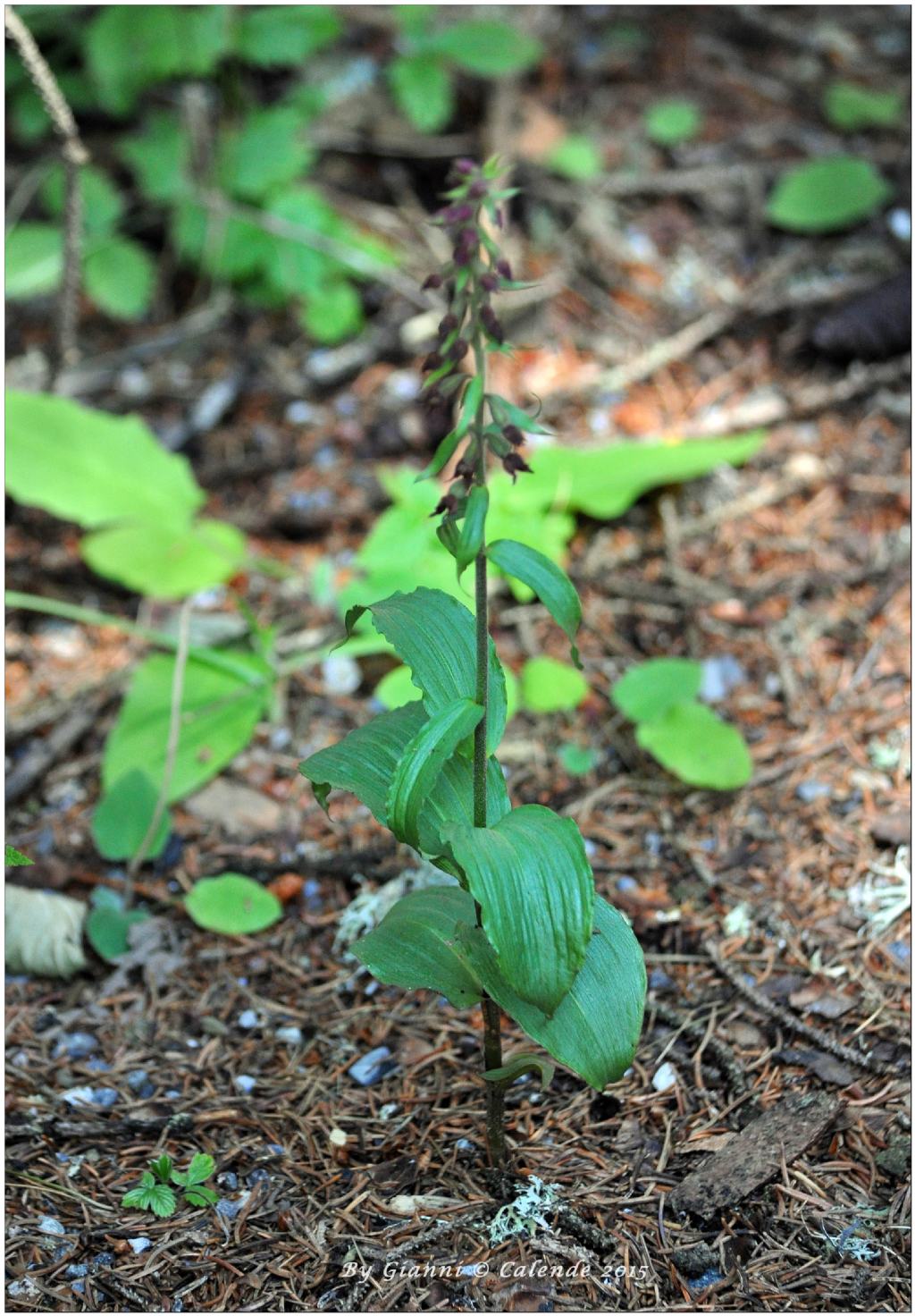 Epipactis cfr. placentina