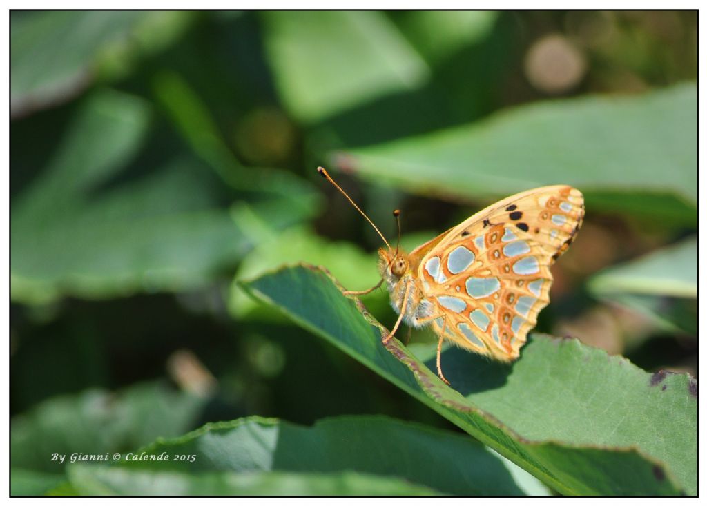 Farfalla da ID - Issoria lathonia