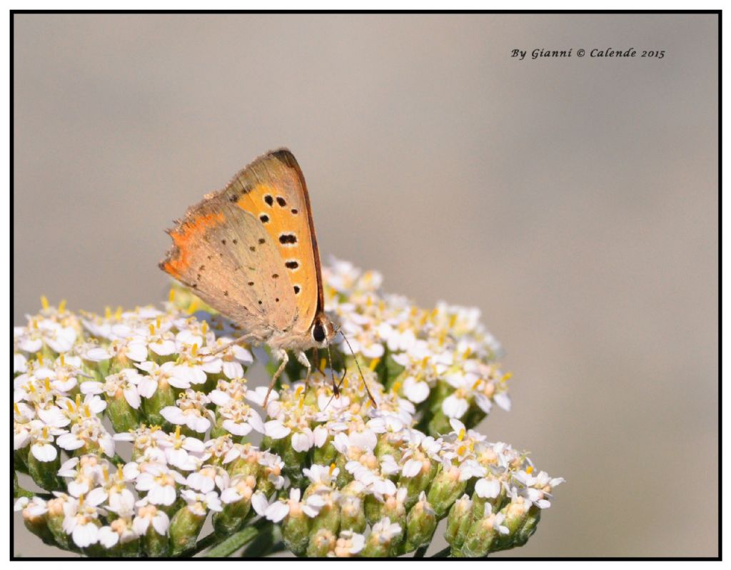 Lycaena phlaeas? S