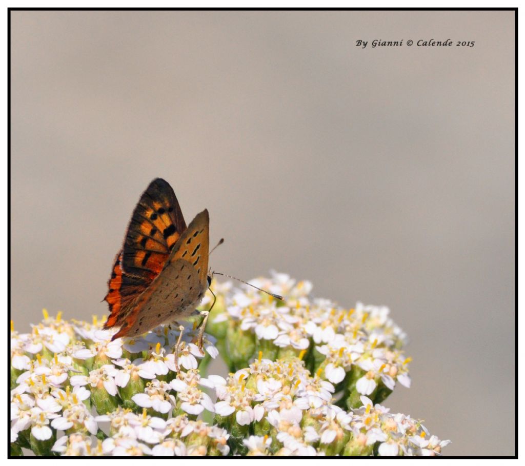 Lycaena phlaeas? S