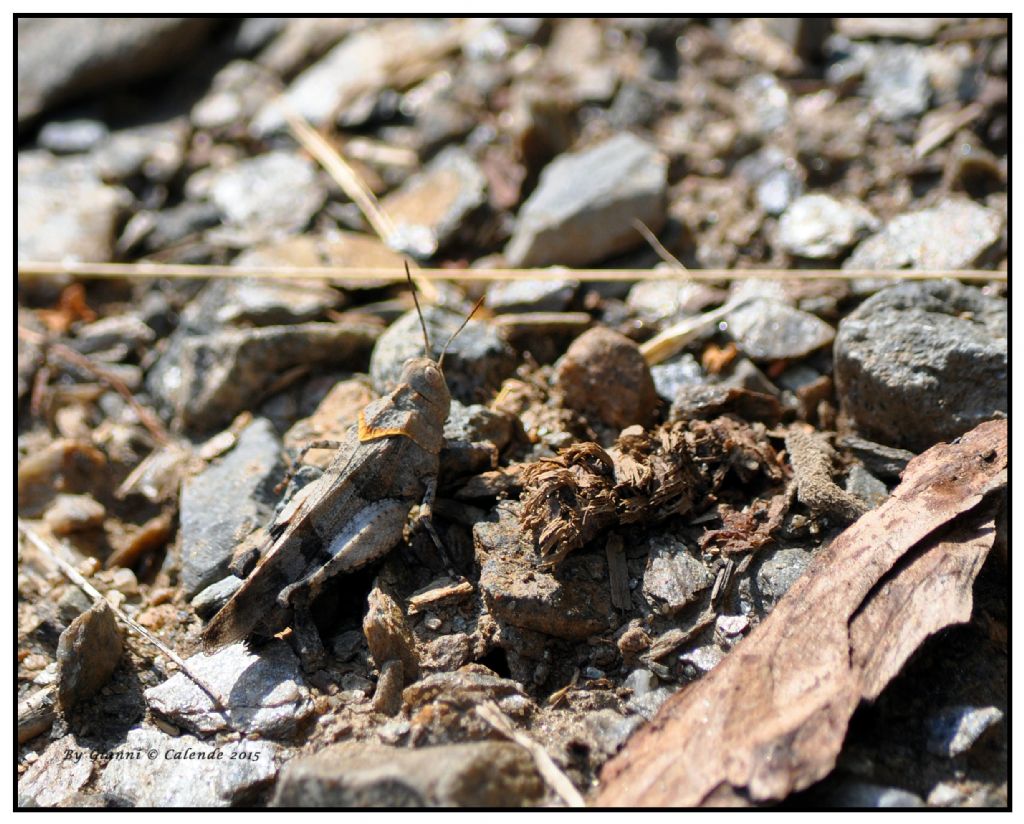 Oedipoda caerulescens caerulescens f. marginata, femmina