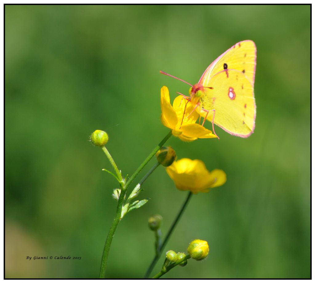 Colias