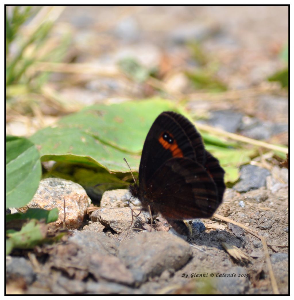 Quale Erebia? - Erebia aethiops