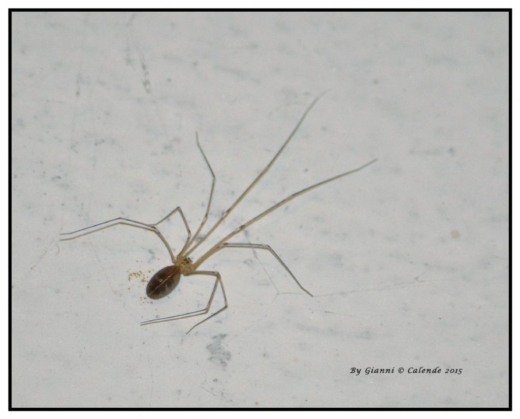 Pholcus phalangioides - Trivigno (SO)