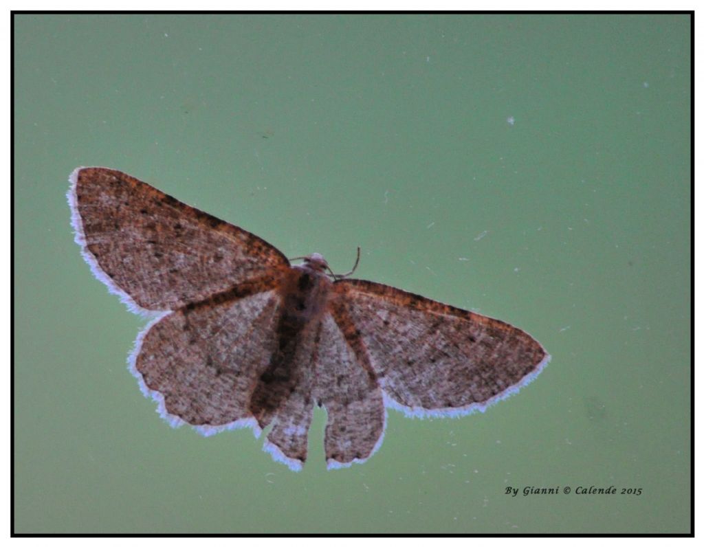 Falena da Id - Geometridae Ennominae Gnophini