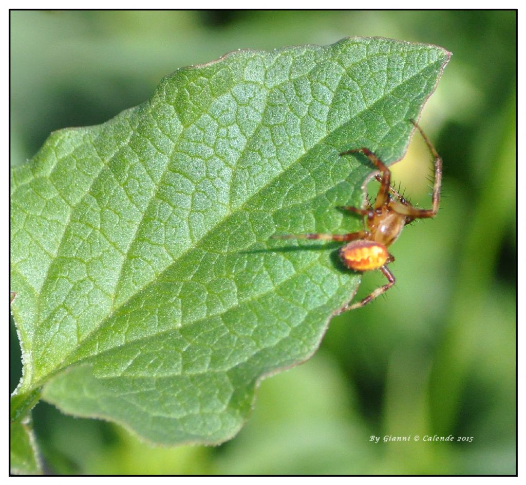 Araneus quadratus - Trivigno (SO)