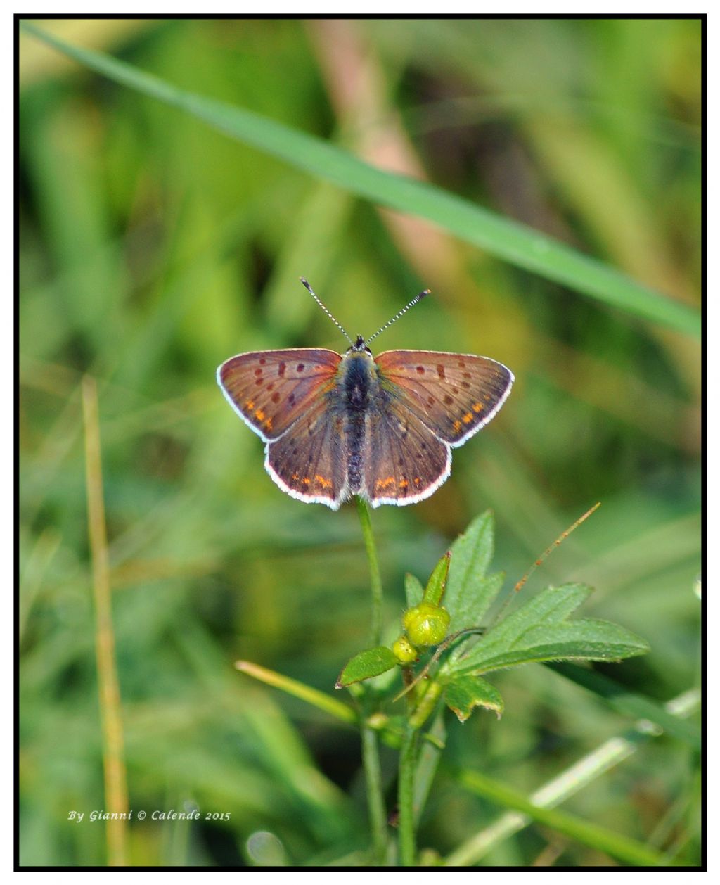 Farfalla da ID - Lycaena tityrus subalpina