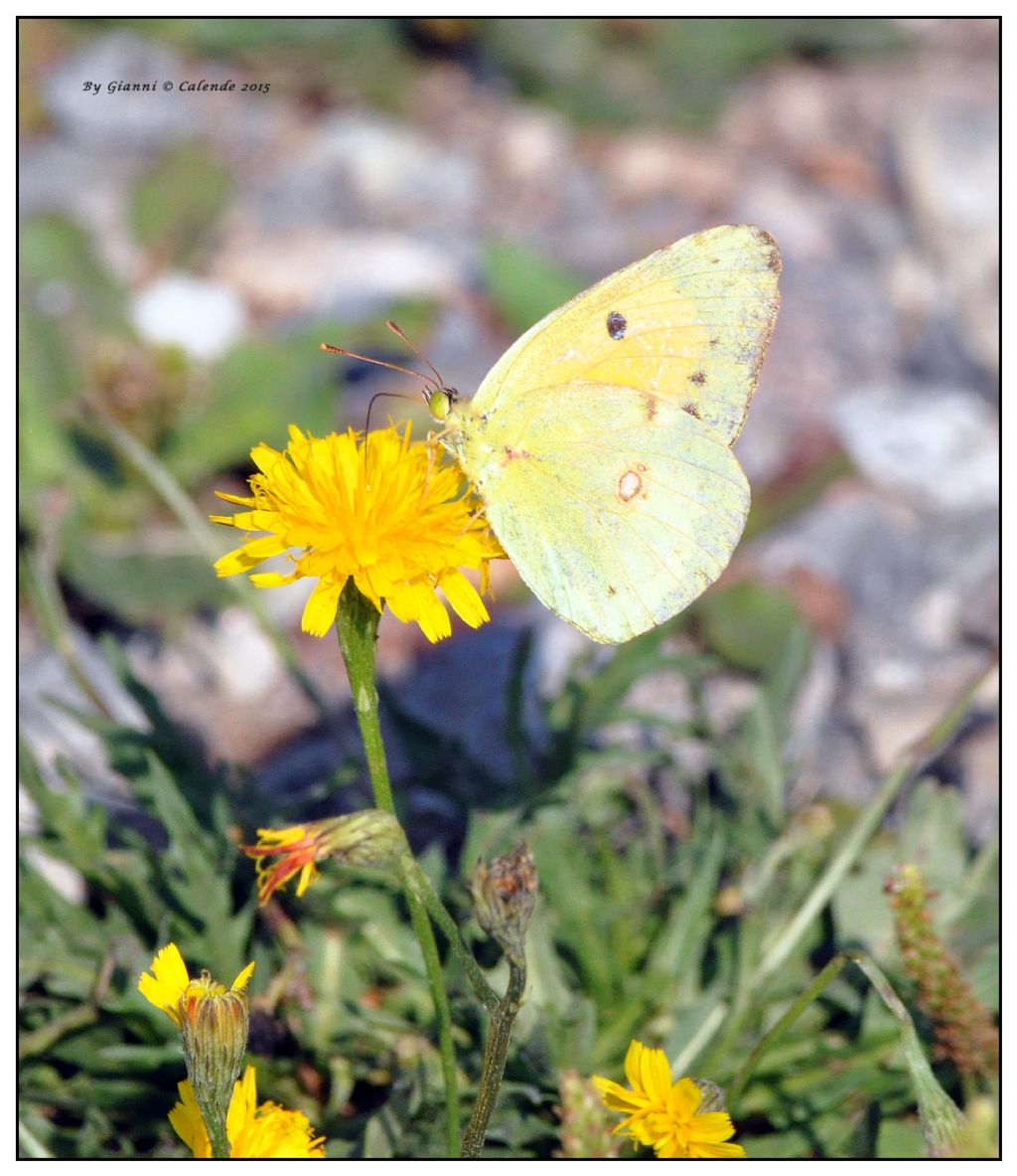 Quale Colias? Colias crocea