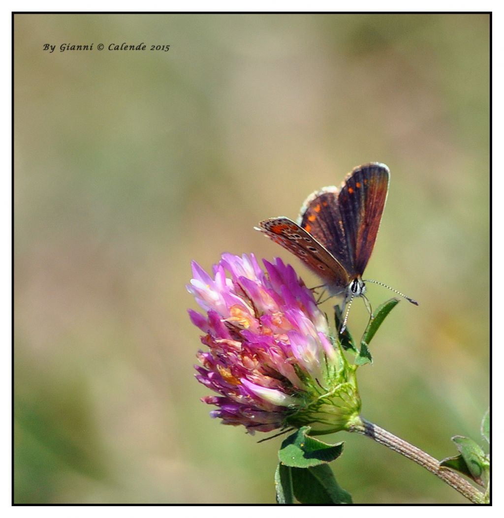 Quale Polyommatus? Cfr. Aricia sp.