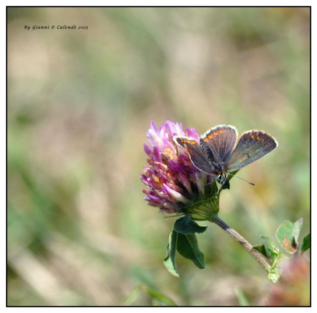 Quale Polyommatus? Cfr. Aricia sp.