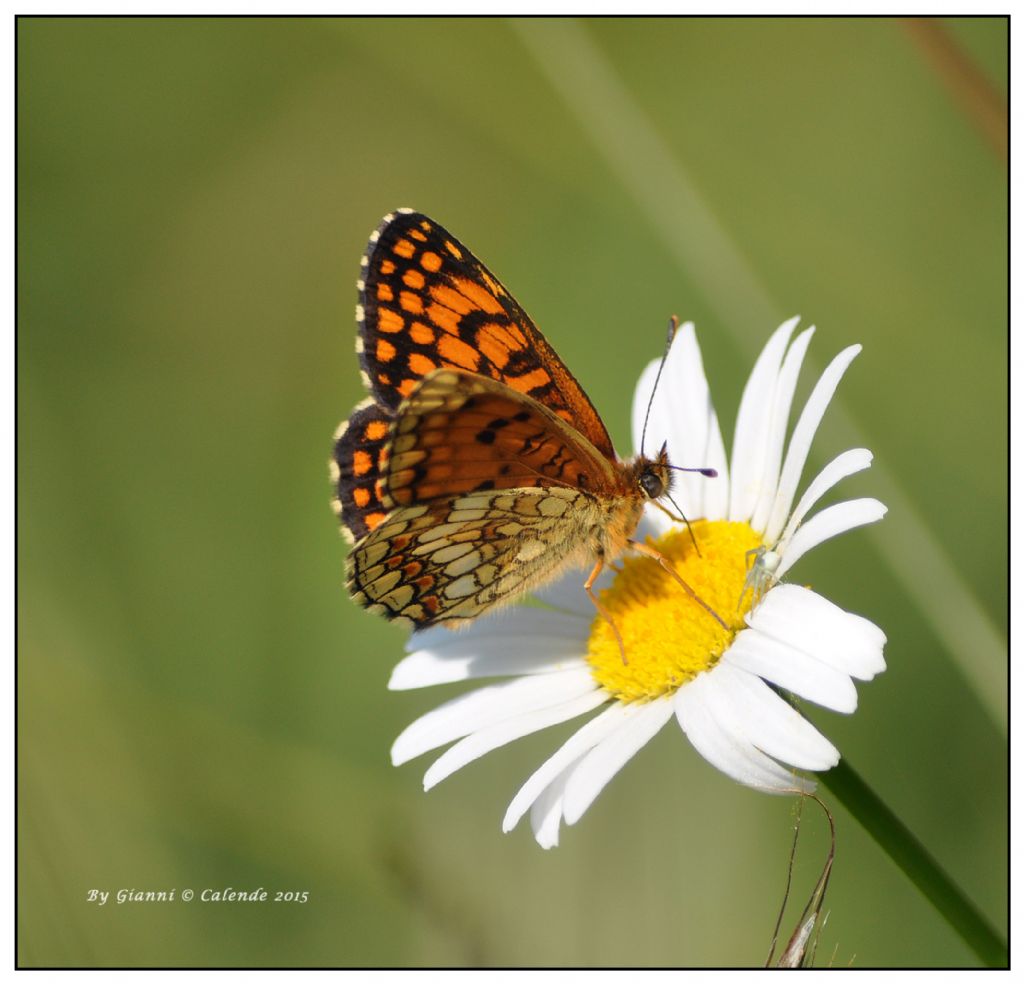 Melitea? Melitaea athalia