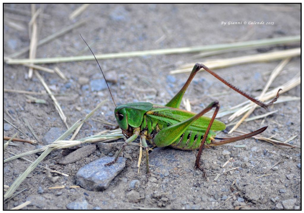 Decticus verrucivorus,  femmina