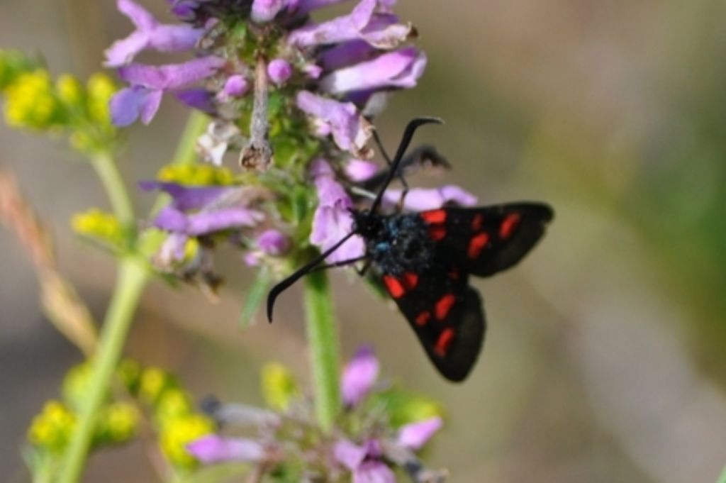 Zygaena filipendulae