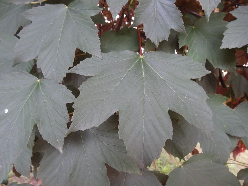Acer pseudoplatanus / Acero di monte