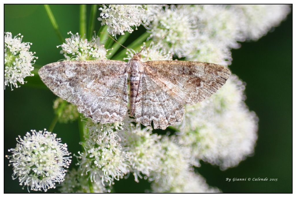 Falena da id - Peribatodes sp.