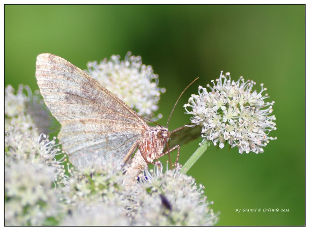 Falena da id - Peribatodes sp.