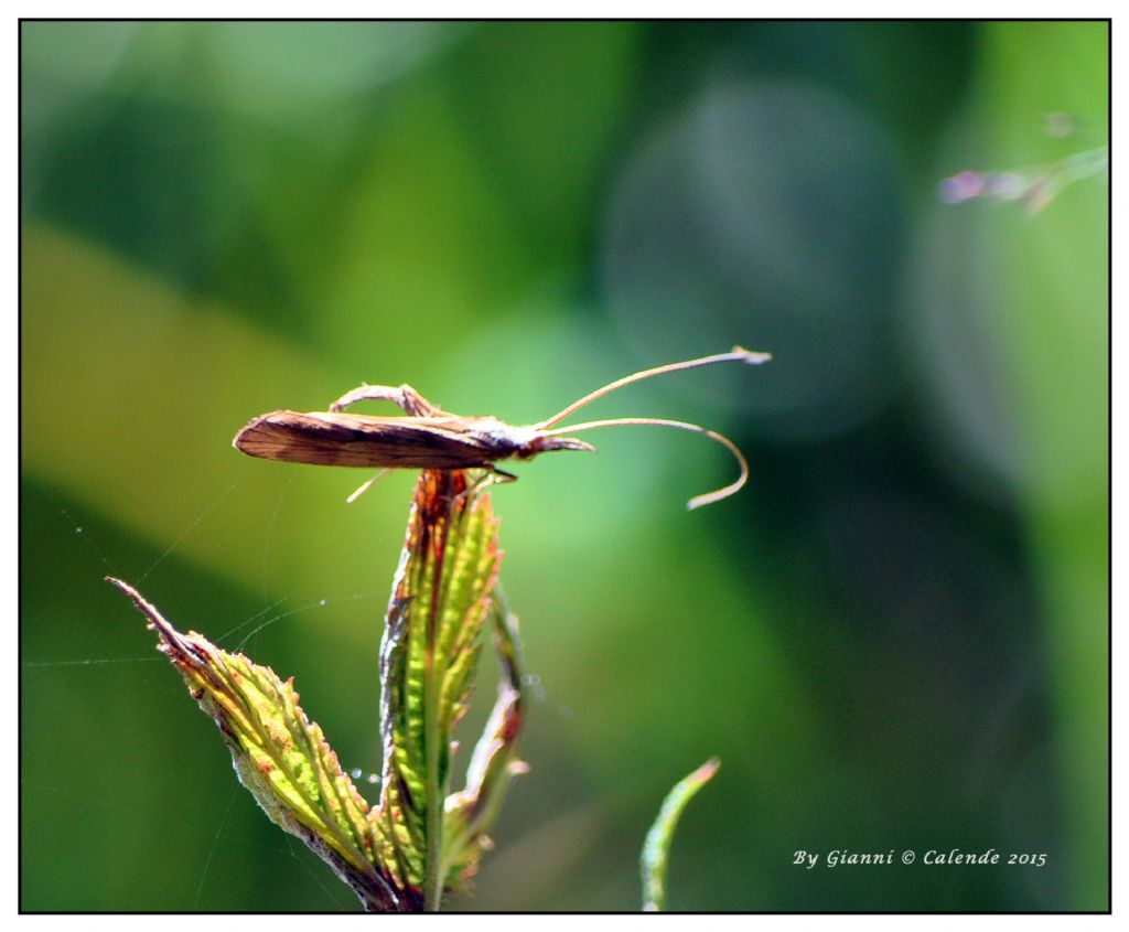 Odontocerum albicorne di Pian di Gembro (SO)