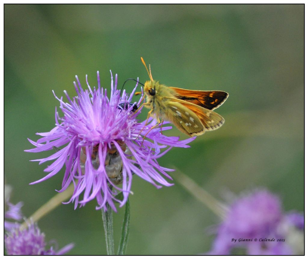 Hesperia comma