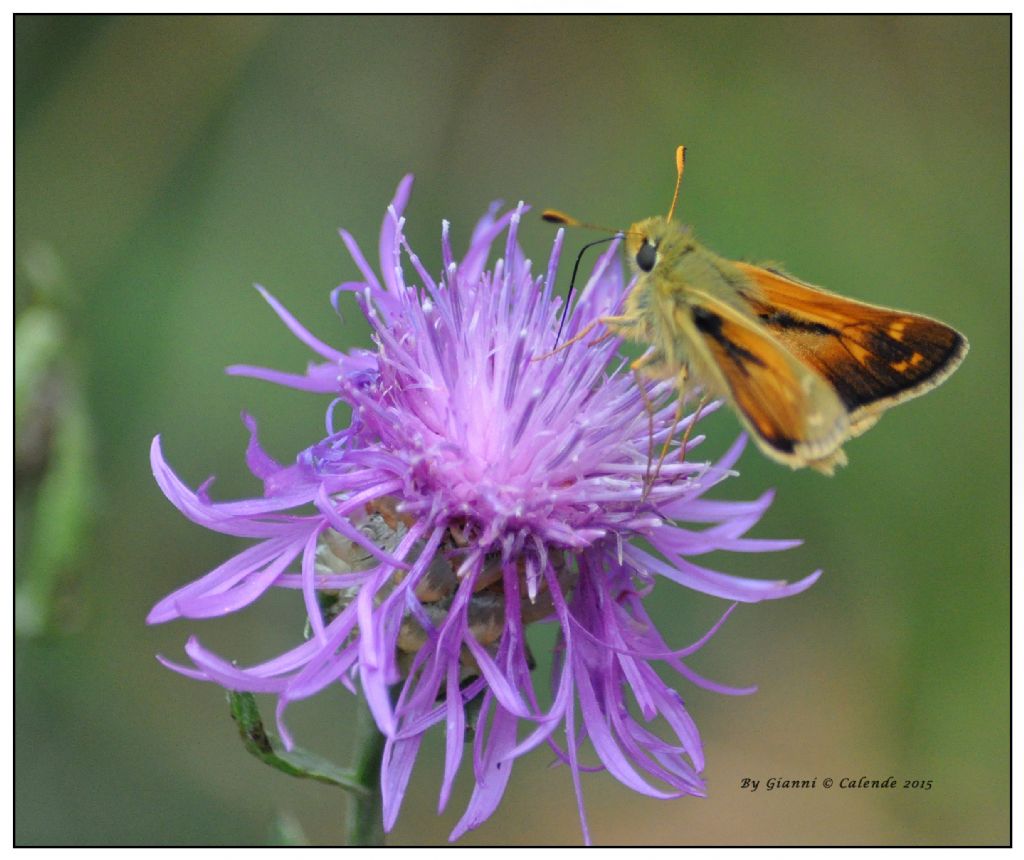 Hesperia comma