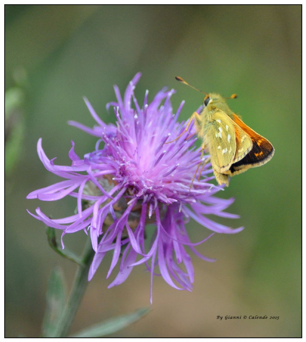 Hesperia comma