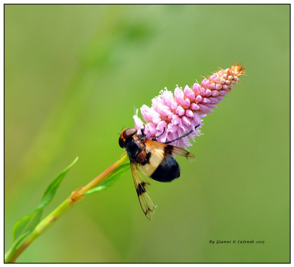 Volucella pellucens femmina (Syrphidae).