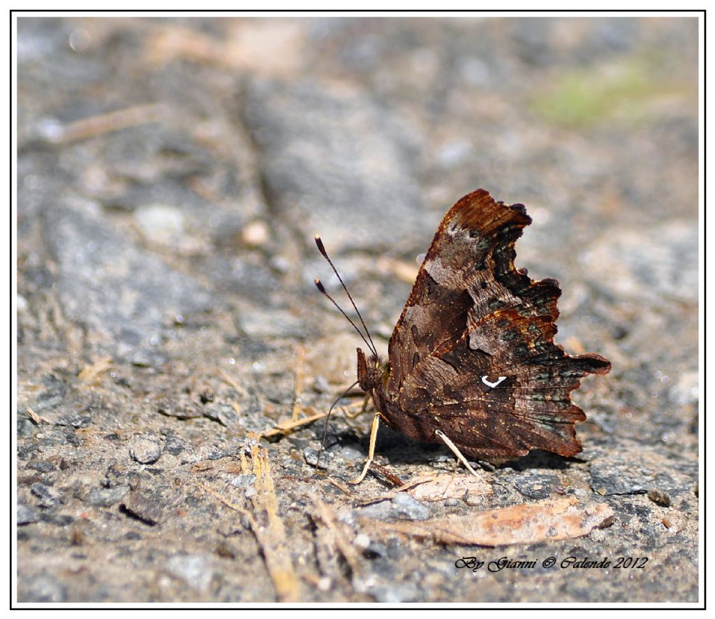 Inachis io? No, Polygonia c-album