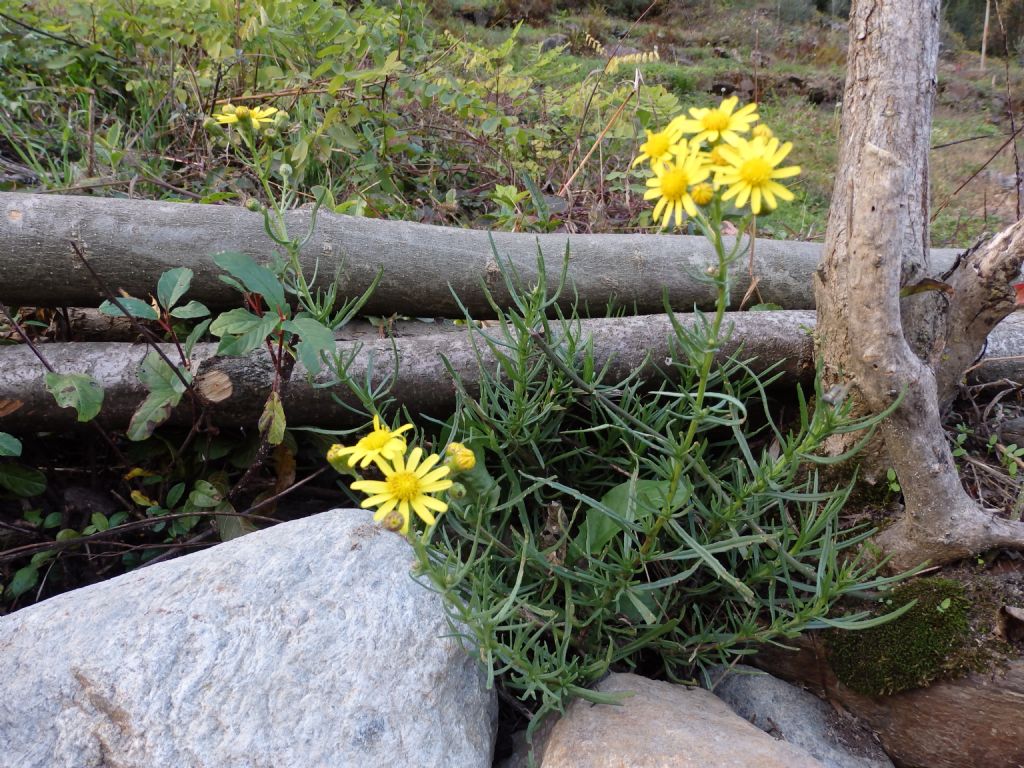 Senecio inaequidens