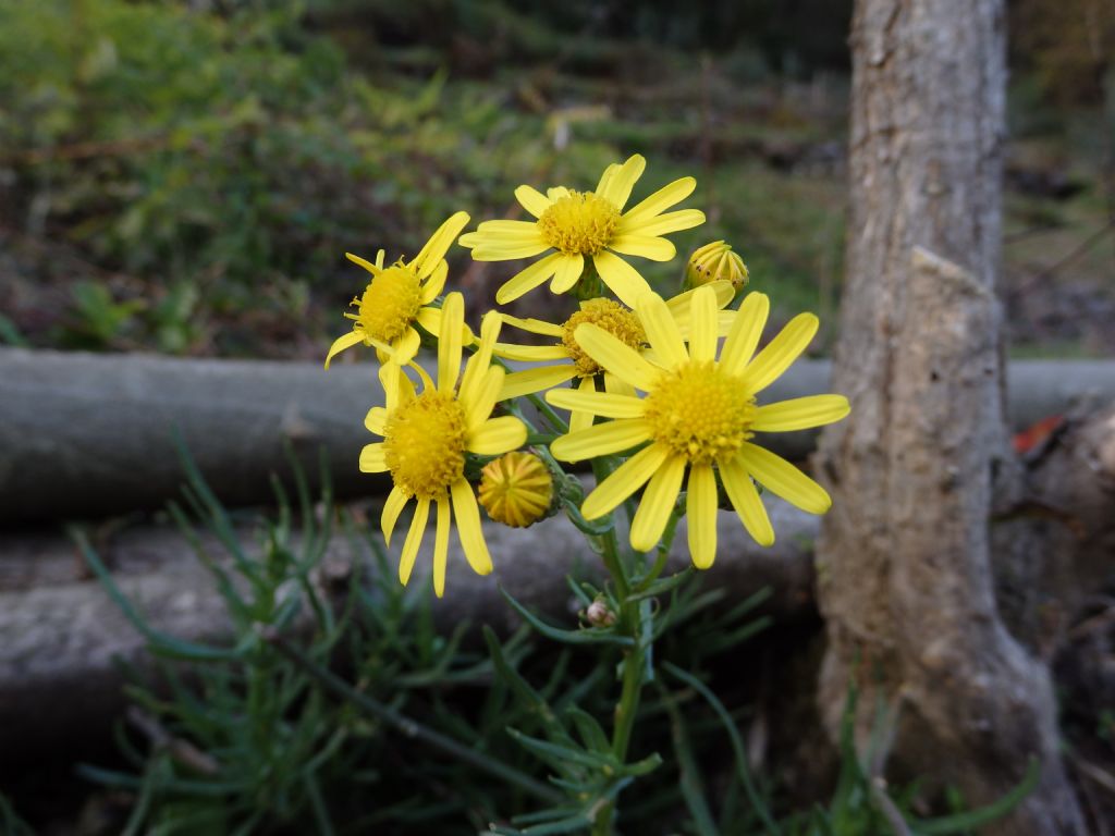 Senecio inaequidens