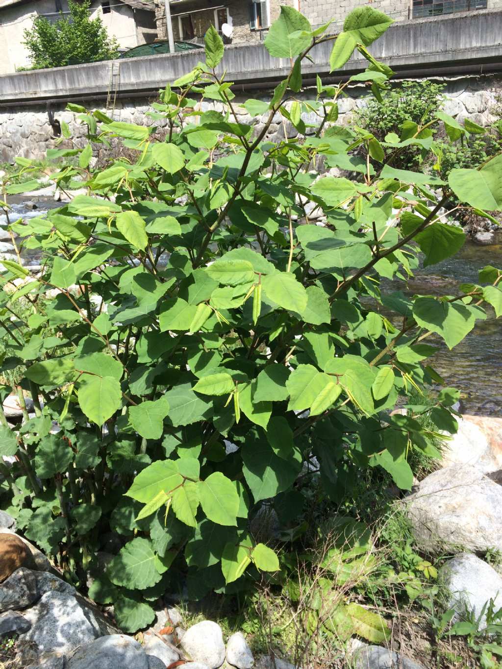 Reynoutria japonica / Poligono del Giappone