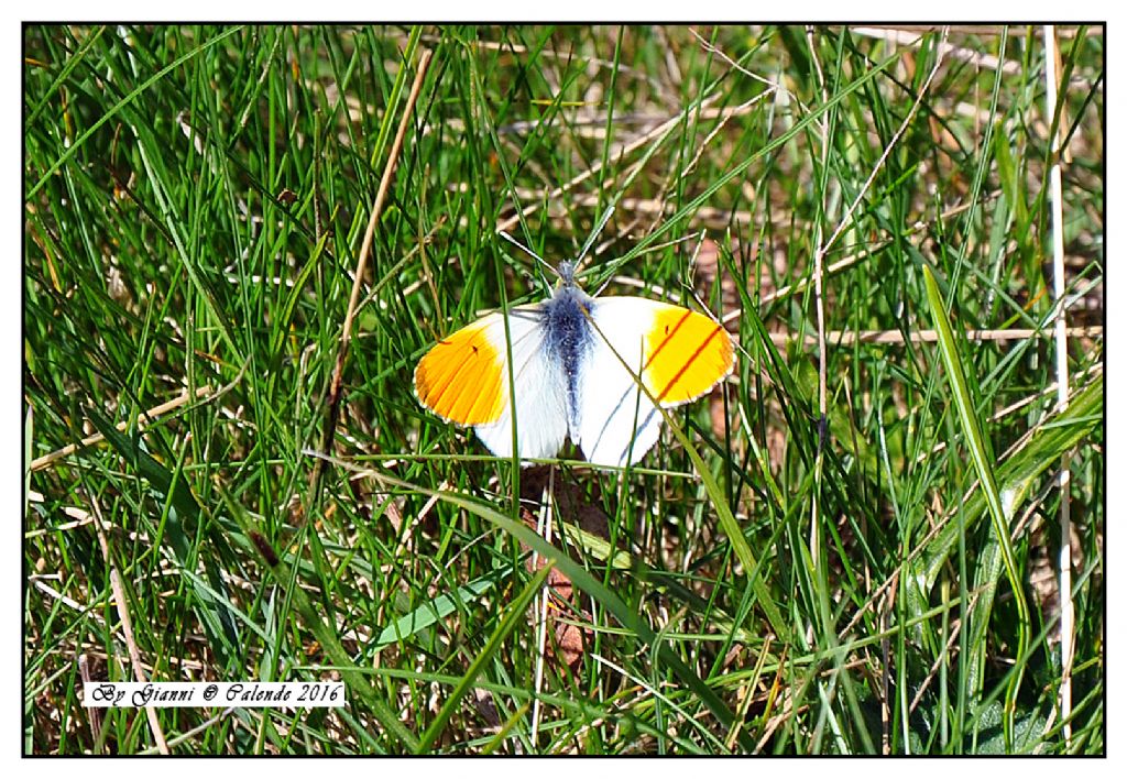 Quale farfalla? Anthocharis cardamines, Pieridae