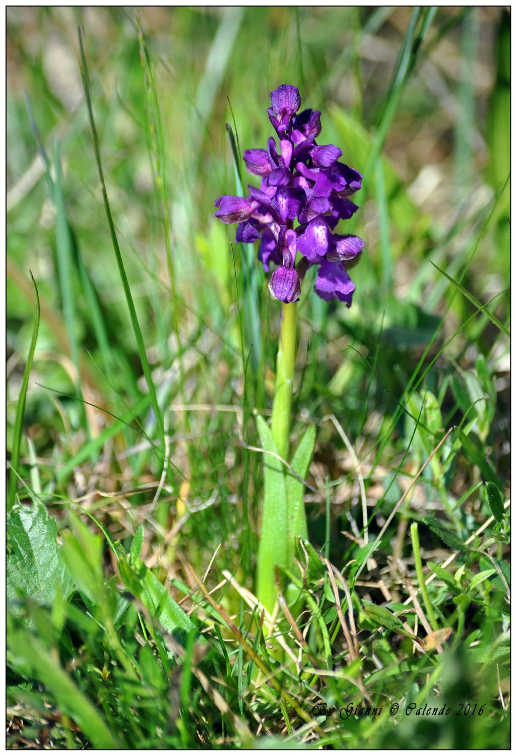 Quale fiore? Anacamptis morio