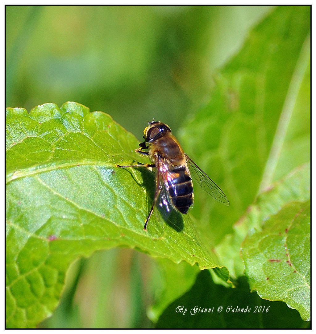 Quale insetto? Eristalis sp. femmina (Syrphidae)