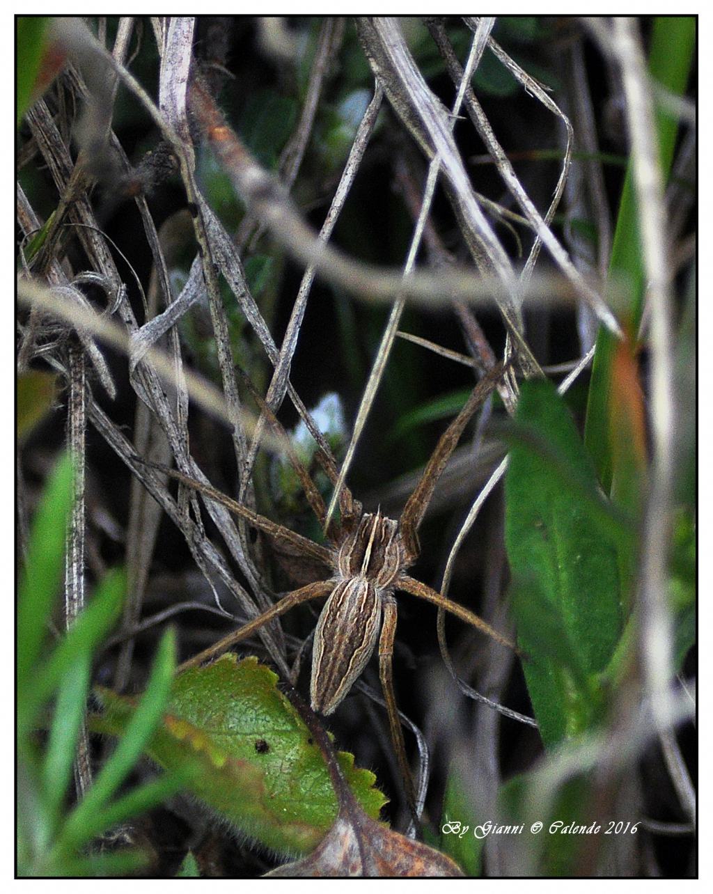 Pisauridae: Pisaura sp. -  Pian di Gembro (SO)