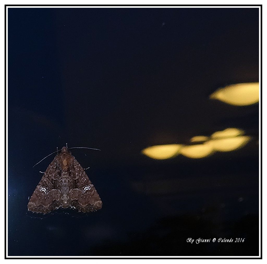 Quale Falena? Mesapamea sp. - Noctuidae