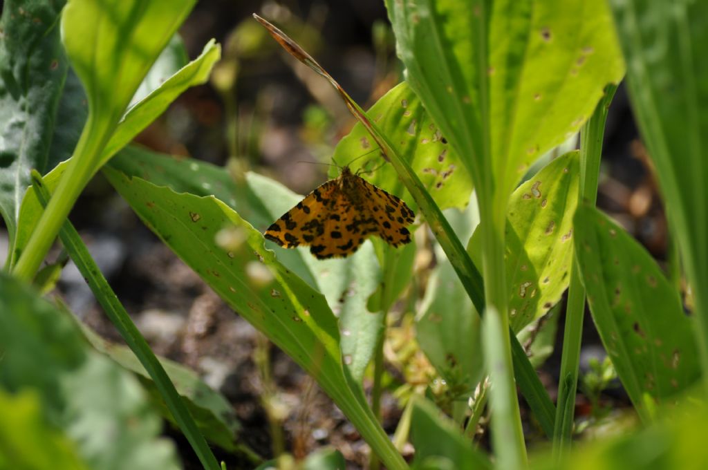 Farfalla da id - Pseudopanthera macularia