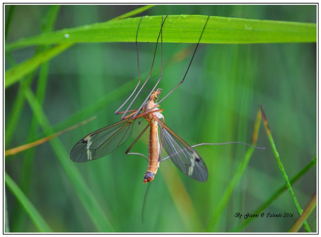 Tipulidae:  cfr. Tipula fascipennis