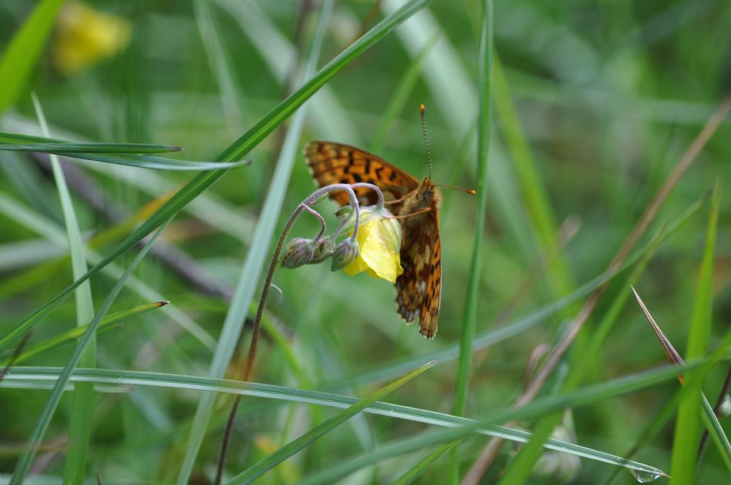 Farfalla da id - Boloria (Clossiana) thore, Nymphalidae