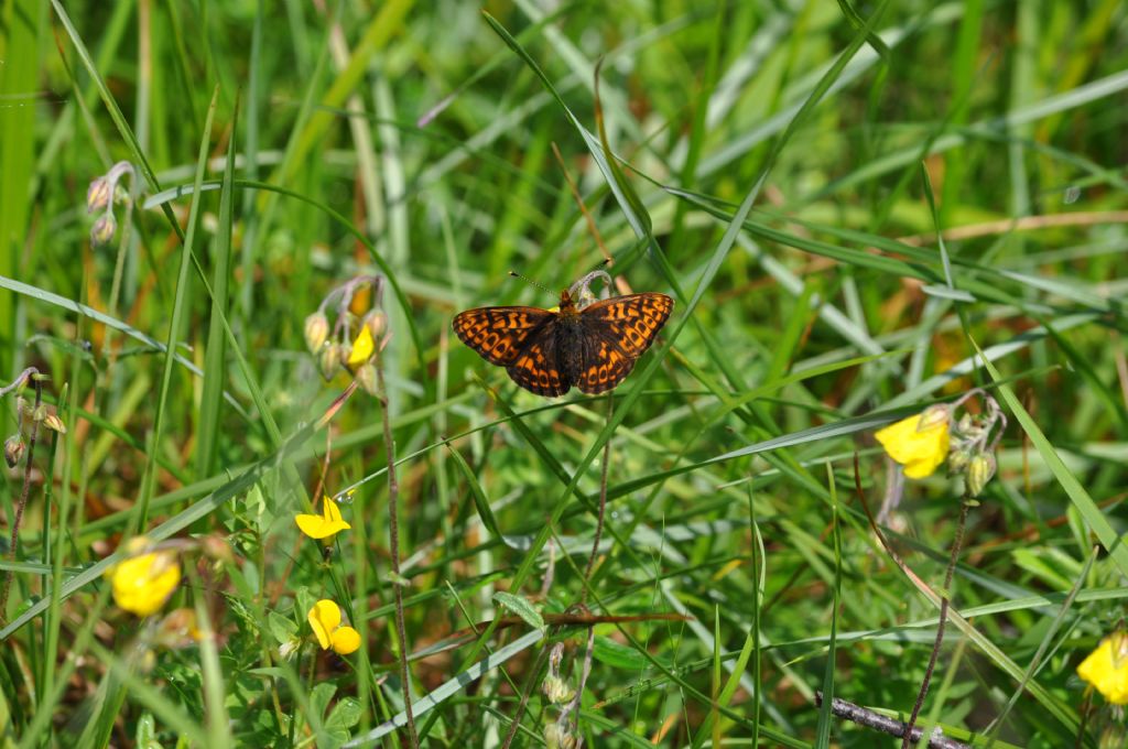 Farfalla da id - Boloria (Clossiana) thore, Nymphalidae