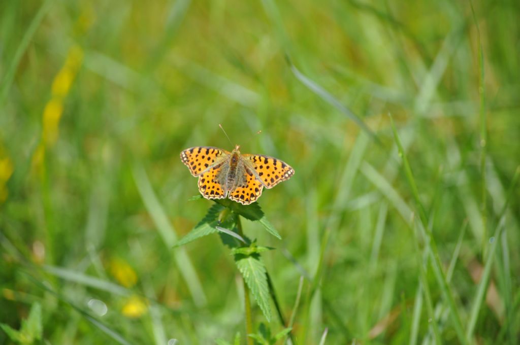 Farfalla da id -  Issoria lathonia