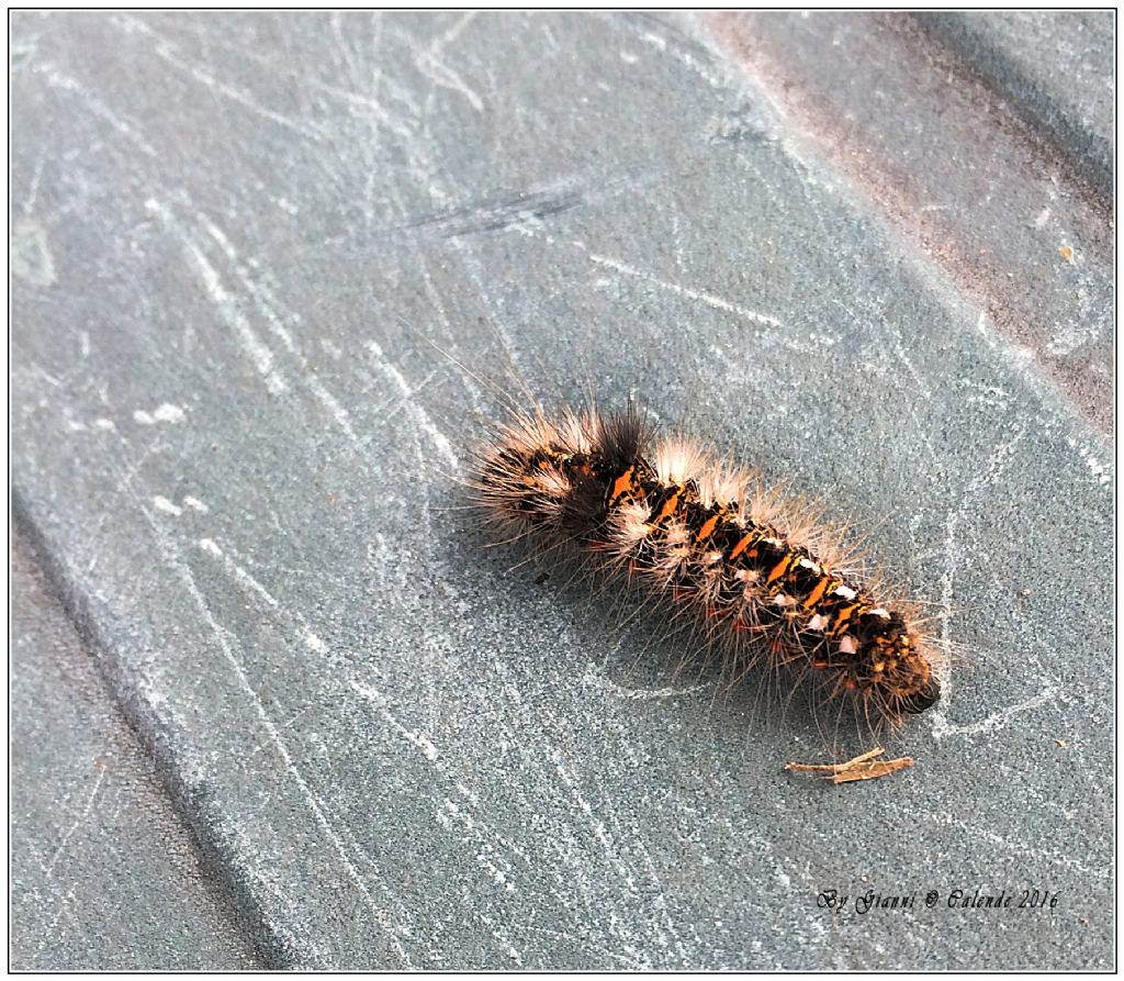 Bruco da id - Acronicta (Viminia) rumicis, Noctuidae