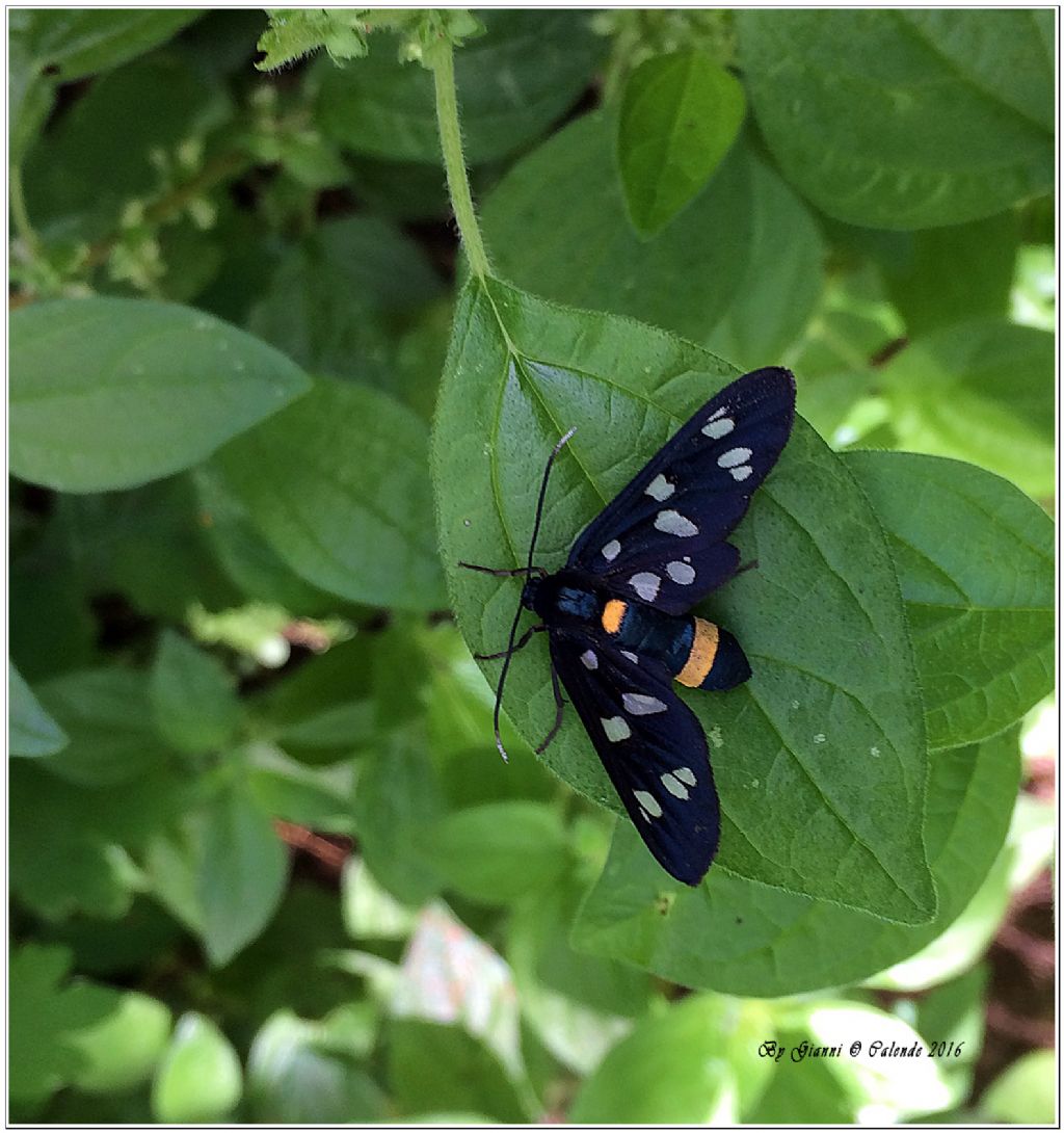 Amata phegea (Erebidae Arctiinae)